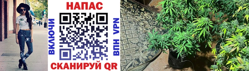продажа наркотиков Неман Конопля семена